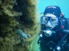 Begegnungen mit Lebewesen Unter Wasser sind immer wieder ein Highlight