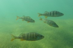 Die Fische haben dort fast keine Scheu