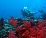 Korallen ohne Ende - Fiji