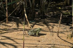 Mister Frosch war auch dabei! Den muß man erst mal entdecken!