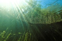 Auch Unter Wasser beginnt alles zu blühen