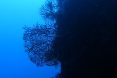 aus 30m Tiefe mal ins Blaue fotografiert