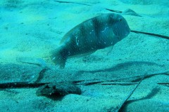 ...und vorsichtig sein, sonst isser weg, der Schermesserfisch - einfach im Sand abgetaucht