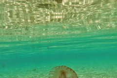 Qualle im sehr flachen Hafenbecken