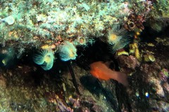 ....es gibt viel zu sehen (nur leider dieses Jahr wenig Fotos)