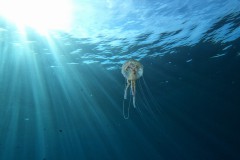 Quallen sind einfach schön....