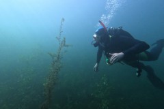 Tolle Pflanzen - viel Fisch