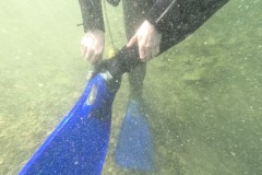 Immer dieses leidige Flossenanziehen !